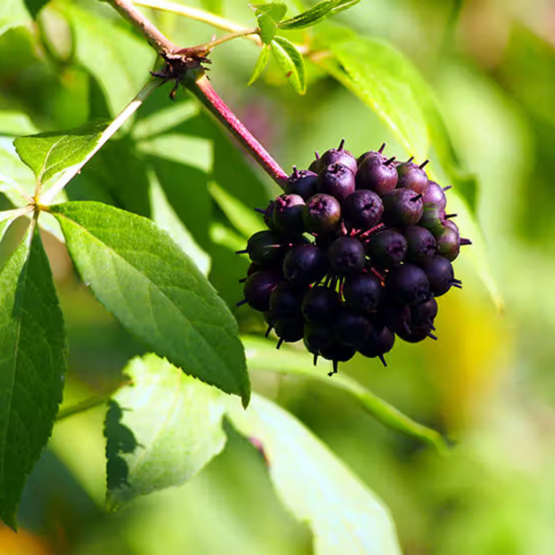 Fruit on a tree