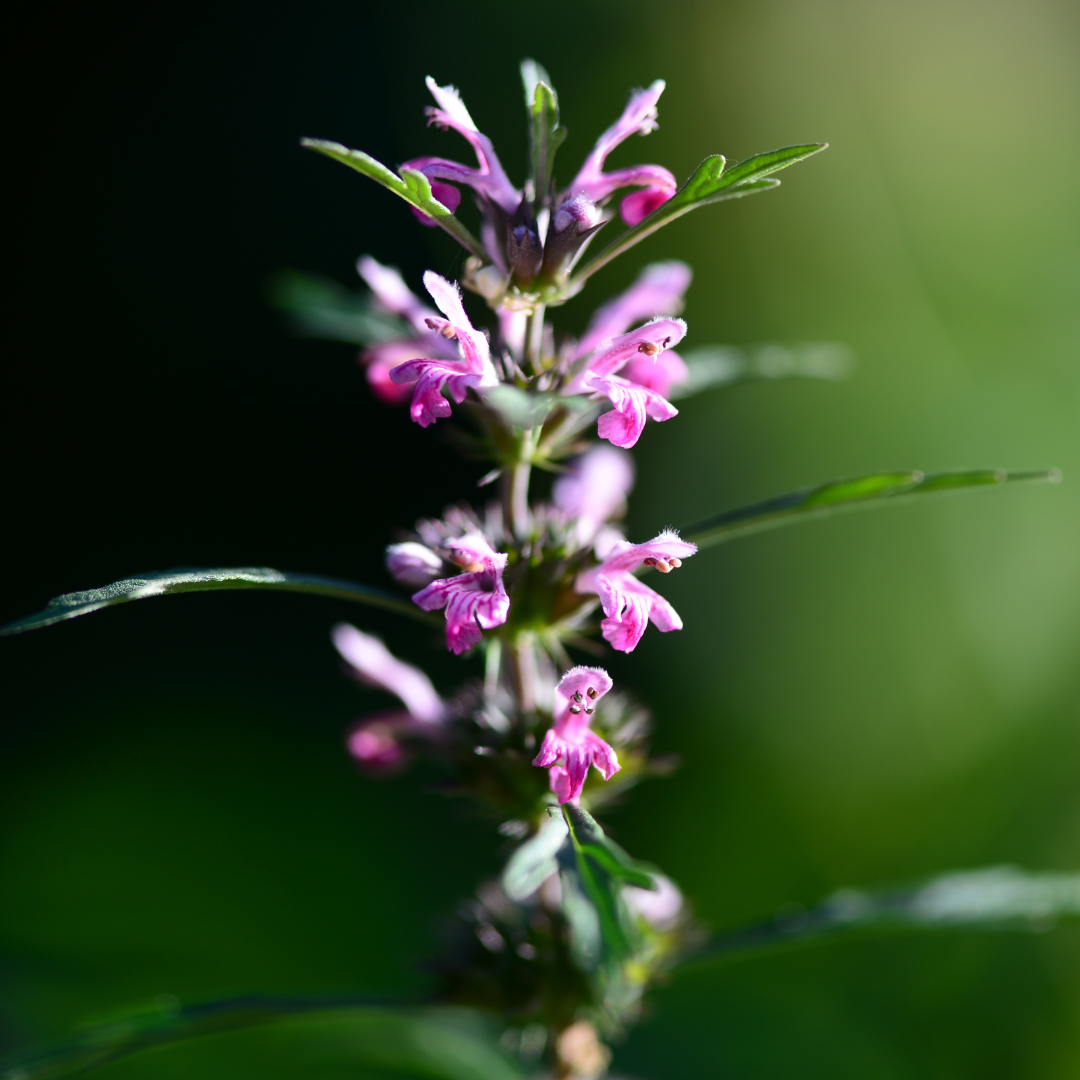 Close-up of a plant with pink flowers and green leaves on a blurred green background